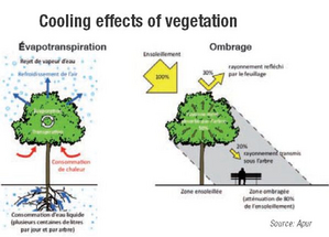 Cooling effects of vegetation
